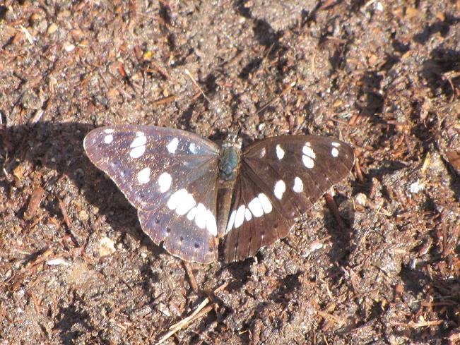 Help Id - Limenitis reducta